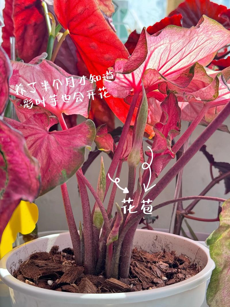 花叶芋养殖方法和注意事项？花叶芋图片？-第2张图片-优品飞百科