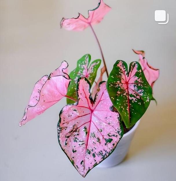 花叶芋养殖方法和注意事项？花叶芋图片？-第4张图片-优品飞百科