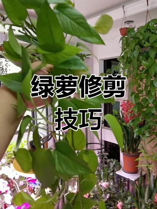 绿萝怎么修剪？绿萝怎么修剪枝叶视频教程？