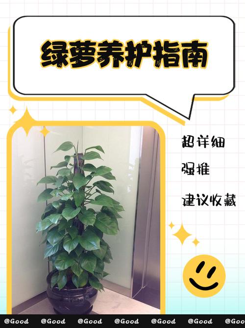 绿萝怎么修剪？绿萝怎么修剪枝叶视频教程？-第3张图片-优品飞百科