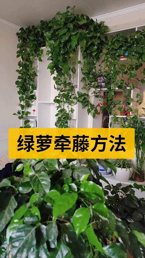 绿萝怎么修剪？绿萝怎么修剪枝叶视频教程？-第4张图片-优品飞百科
