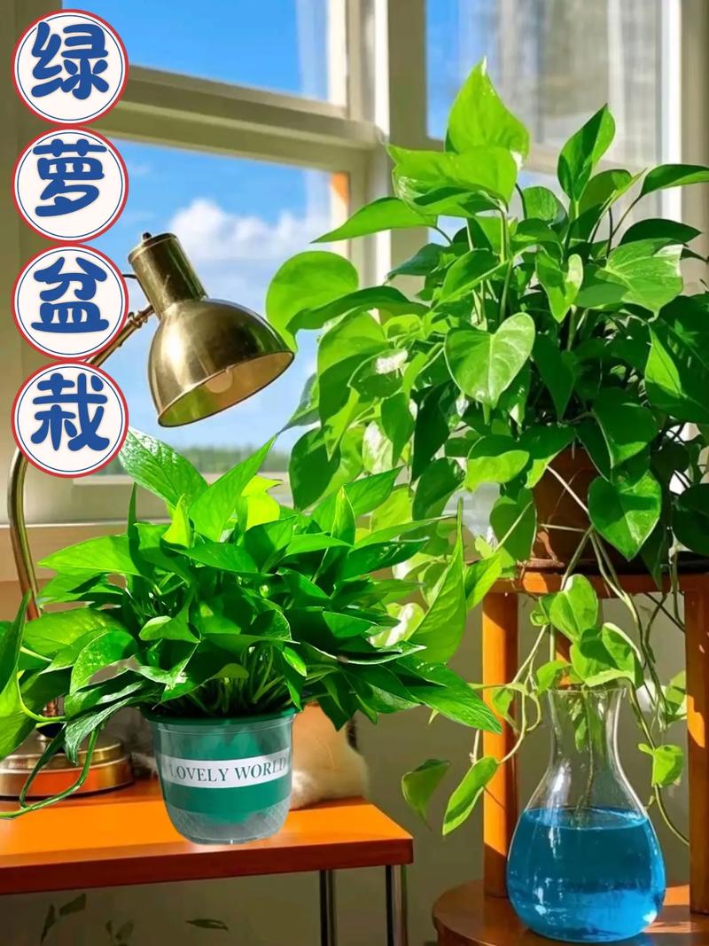 绿萝怎么修剪？绿萝怎么修剪枝叶视频教程？-第5张图片-优品飞百科