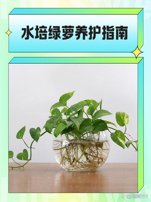绿萝怎么修剪？绿萝怎么修剪枝叶视频教程？-第6张图片-优品飞百科