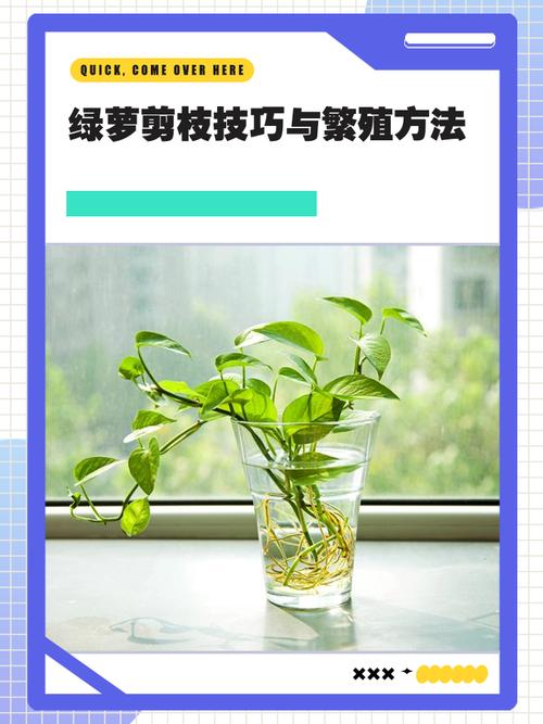 绿萝怎么修剪？绿萝怎么修剪枝叶视频教程？-第7张图片-优品飞百科