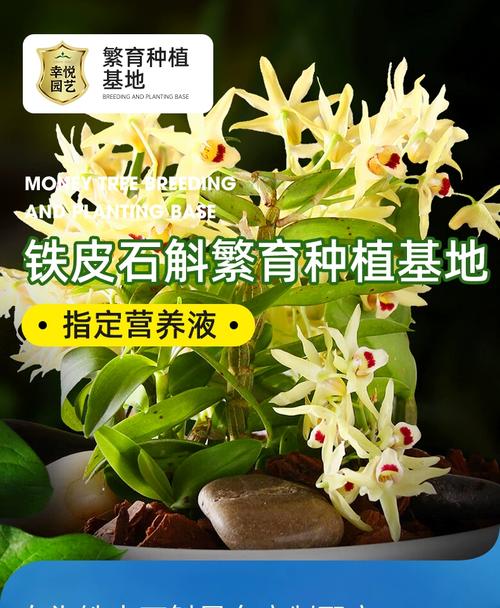 盆栽石斛施什么肥？养石斛用什么肥料长苗快？