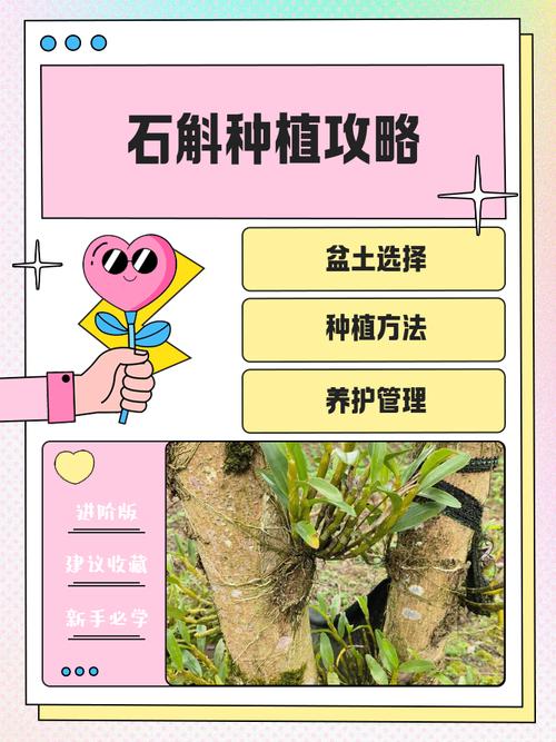 盆栽石斛施什么肥？养石斛用什么肥料长苗快？-第3张图片-优品飞百科