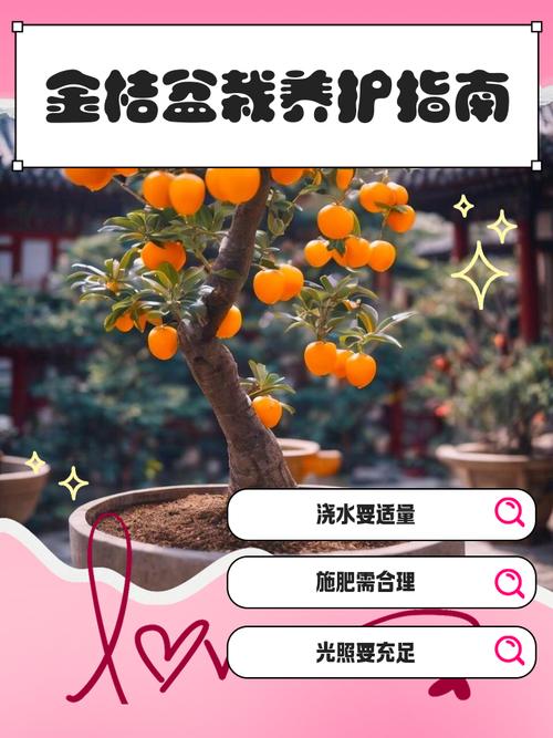 金桔树的扦插繁殖方法，金桔扦插季节方法视频-第4张图片-优品飞百科