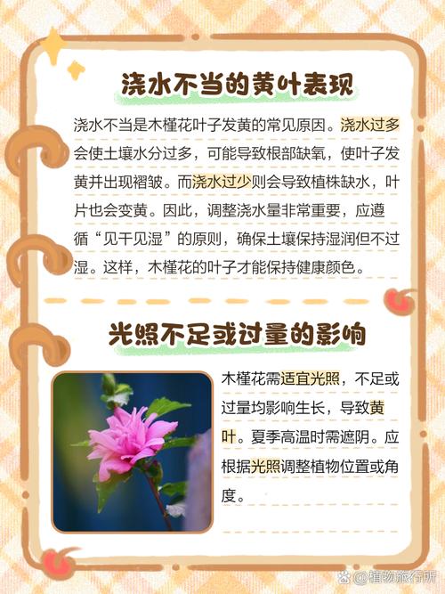 扶桑花叶子发黄怎么办，扶桑花叶子发黄怎么办视频？