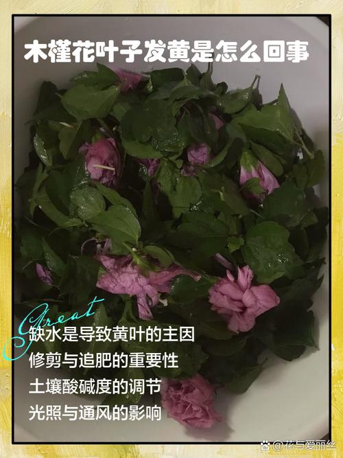 扶桑花叶子发黄怎么办，扶桑花叶子发黄怎么办视频？-第2张图片-优品飞百科