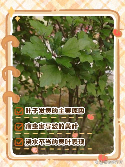 扶桑花叶子发黄怎么办，扶桑花叶子发黄怎么办视频？-第3张图片-优品飞百科