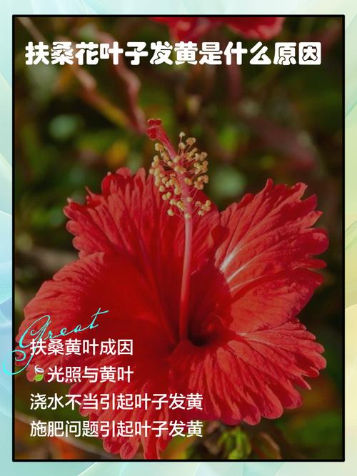 扶桑花叶子发黄怎么办，扶桑花叶子发黄怎么办视频？-第4张图片-优品飞百科