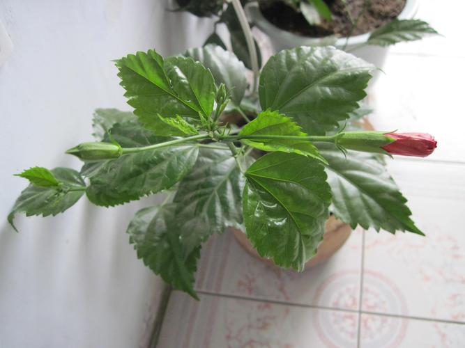 扶桑花叶子发黄怎么办，扶桑花叶子发黄怎么办视频？-第6张图片-优品飞百科