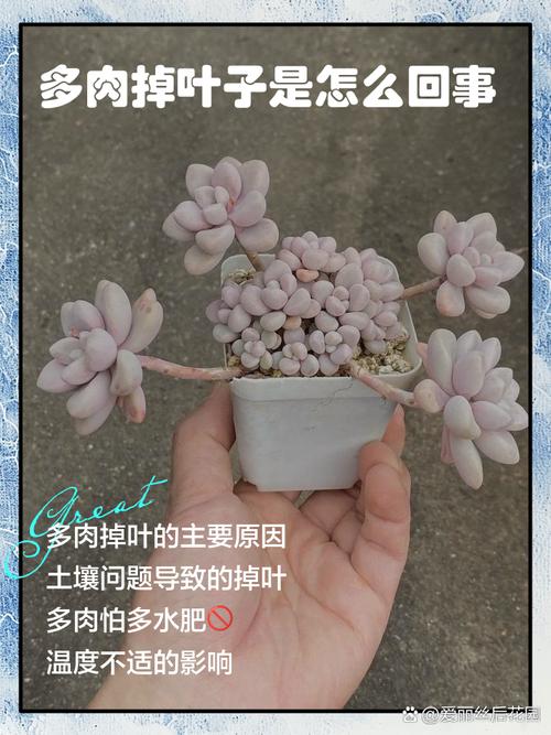 多肉黑腐王就是它！赶紧救~否则全死光！，多肉黑腐长什么样