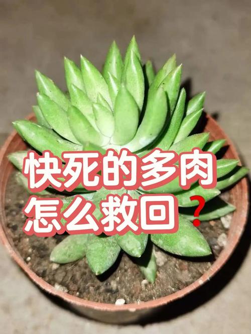 多肉黑腐王就是它！赶紧救~否则全死光！，多肉黑腐长什么样-第2张图片-优品飞百科