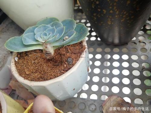 多肉黑腐王就是它！赶紧救~否则全死光！，多肉黑腐长什么样-第3张图片-优品飞百科