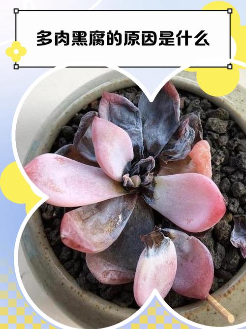 多肉黑腐王就是它！赶紧救~否则全死光！，多肉黑腐长什么样-第4张图片-优品飞百科