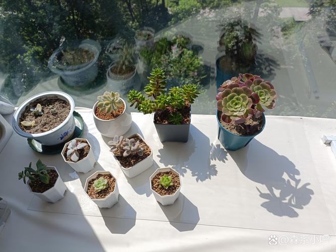 多肉黑腐王就是它！赶紧救~否则全死光！，多肉黑腐长什么样-第7张图片-优品飞百科