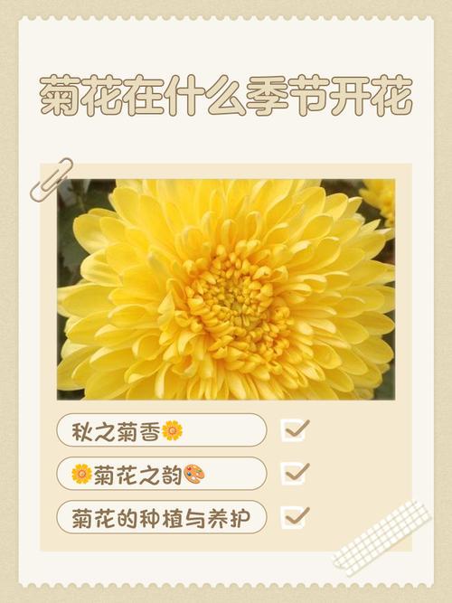 菊花花期需要施肥吗？菊花花期施什么肥比较好？