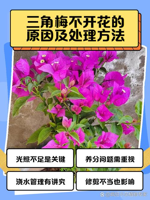 菊花花期需要施肥吗？菊花花期施什么肥比较好？-第3张图片-优品飞百科