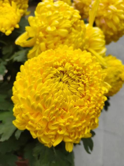 菊花花期需要施肥吗？菊花花期施什么肥比较好？-第4张图片-优品飞百科