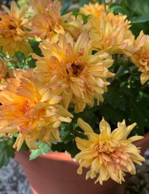 菊花花期需要施肥吗？菊花花期施什么肥比较好？-第5张图片-优品飞百科