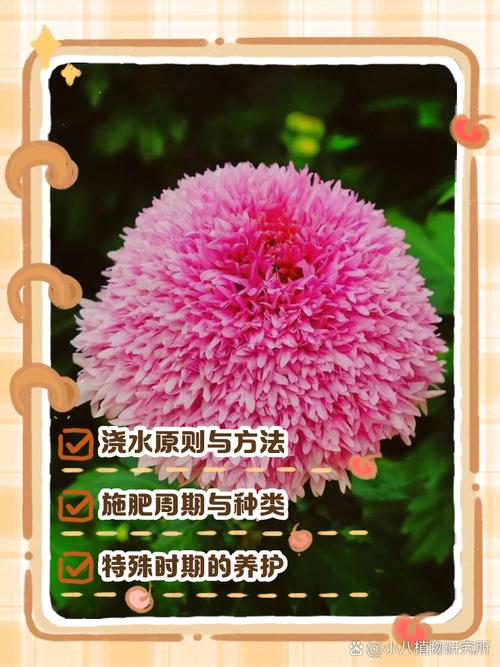 菊花花期需要施肥吗？菊花花期施什么肥比较好？-第6张图片-优品飞百科