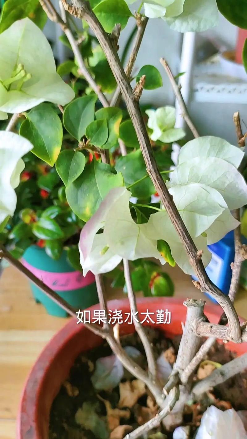 三角梅冬季养护方法？三角梅冬天怎么养众多花友心得？