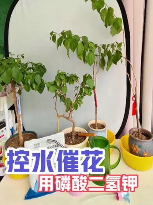 三角梅冬季养护方法？三角梅冬天怎么养众多花友心得？-第2张图片-优品飞百科