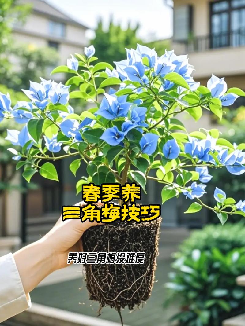 三角梅冬季养护方法？三角梅冬天怎么养众多花友心得？-第3张图片-优品飞百科