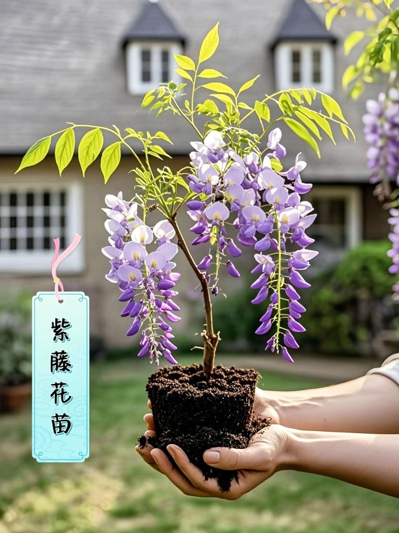 阳台如何养紫藤，需要注意什么，紫藤阳台种可以爬墙吗?？