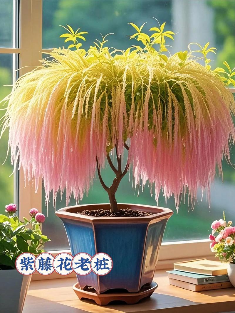 阳台如何养紫藤，需要注意什么，紫藤阳台种可以爬墙吗?？-第2张图片-优品飞百科