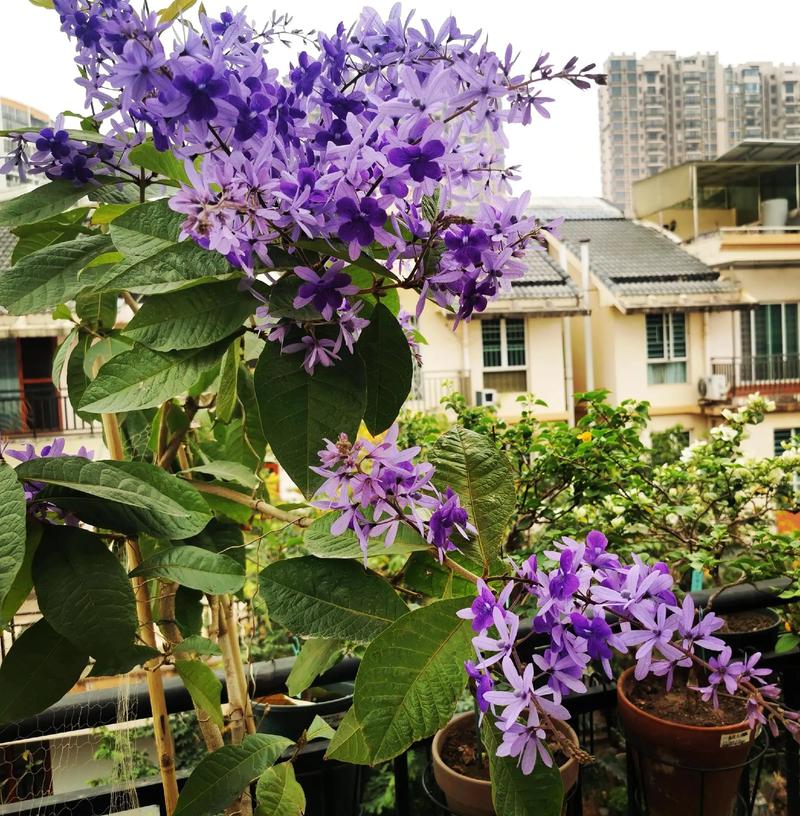 阳台如何养紫藤，需要注意什么，紫藤阳台种可以爬墙吗?？-第3张图片-优品飞百科