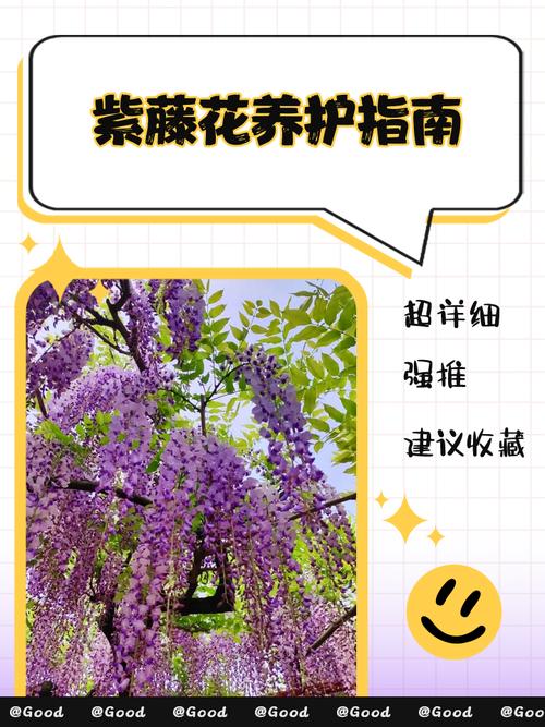 阳台如何养紫藤，需要注意什么，紫藤阳台种可以爬墙吗?？-第4张图片-优品飞百科