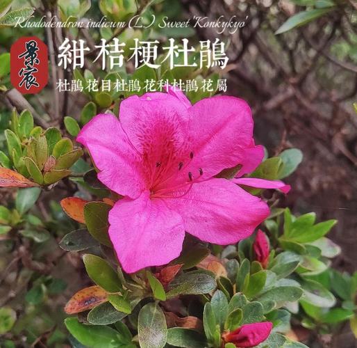 这“4种”花，开的花有巴掌大，颜色鲜艳赛杜鹃！的简单介绍-第2张图片-优品飞百科