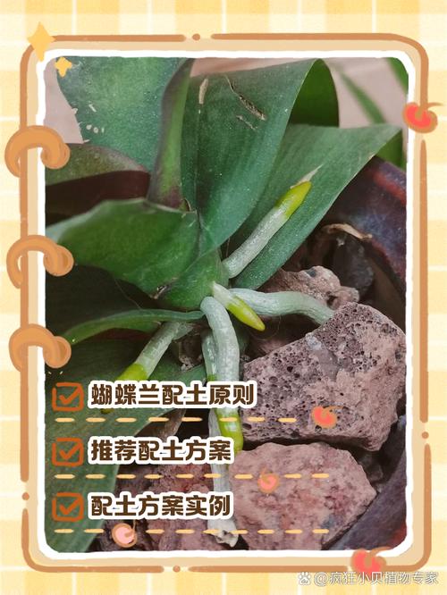 蝴蝶兰怎样才能长花梗？蝴蝶兰怎么才能长出花剑？