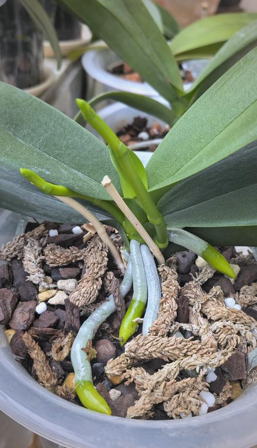 蝴蝶兰怎样才能长花梗？蝴蝶兰怎么才能长出花剑？-第2张图片-优品飞百科