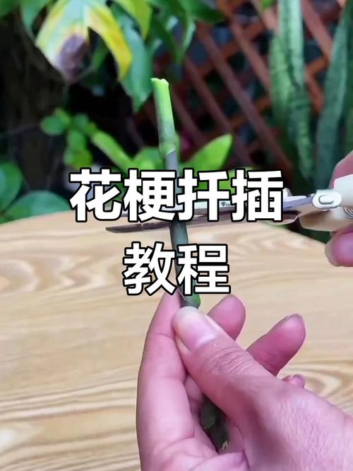 蝴蝶兰怎样才能长花梗？蝴蝶兰怎么才能长出花剑？-第3张图片-优品飞百科