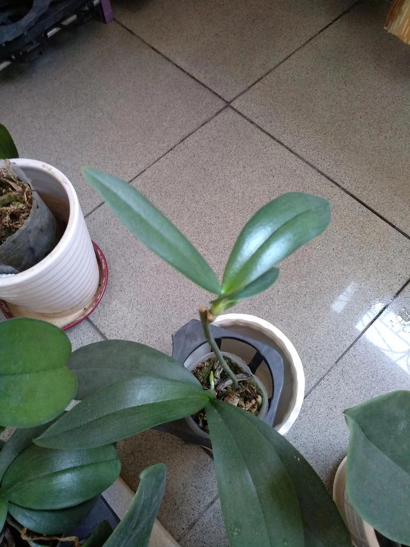 蝴蝶兰怎样才能长花梗？蝴蝶兰怎么才能长出花剑？-第5张图片-优品飞百科