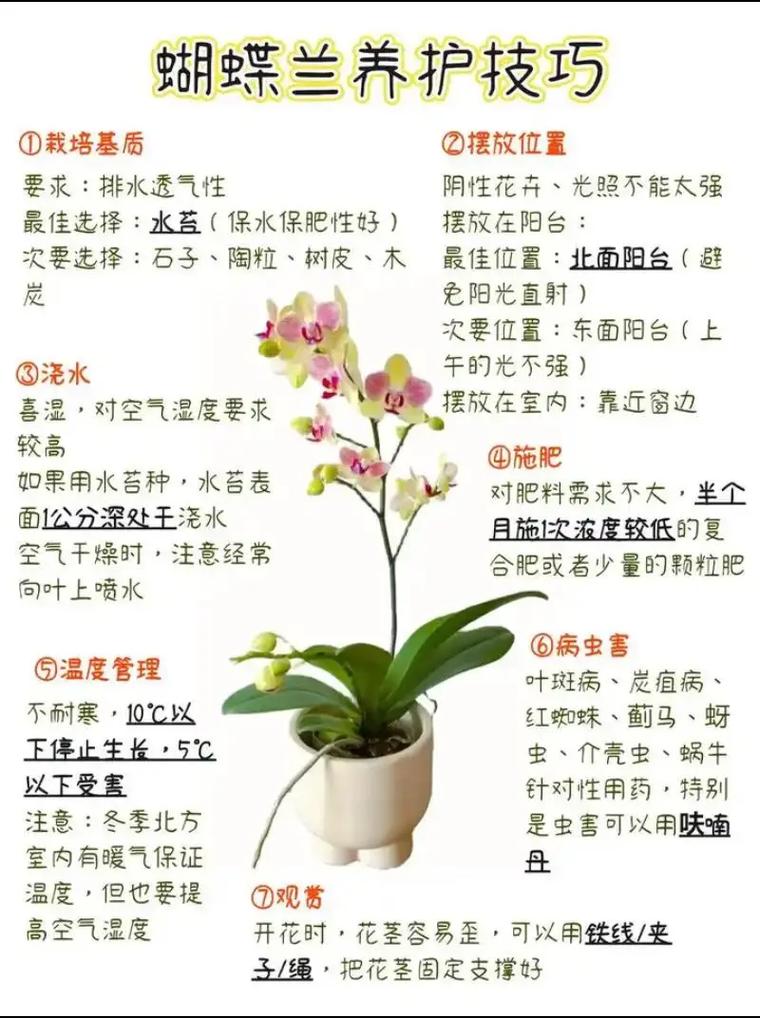 蝴蝶兰怎样才能长花梗？蝴蝶兰怎么才能长出花剑？-第6张图片-优品飞百科