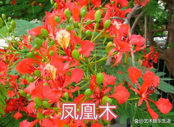 唐山适合养什么花，市花和市树是什么，唐山养花基地