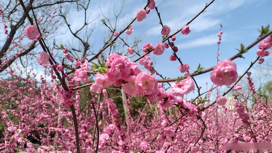 唐山适合养什么花，市花和市树是什么，唐山养花基地-第4张图片-优品飞百科