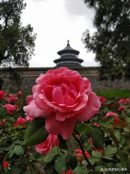 唐山适合养什么花，市花和市树是什么，唐山养花基地-第5张图片-优品飞百科
