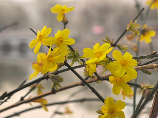 唐山适合养什么花，市花和市树是什么，唐山养花基地-第6张图片-优品飞百科