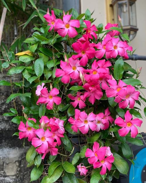 这6种开花机器，1棵开花200朵，剪都剪不完！，开花机是做什么的？-第2张图片-优品飞百科