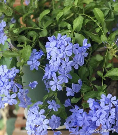 这6种开花机器，1棵开花200朵，剪都剪不完！，开花机是做什么的？-第4张图片-优品飞百科