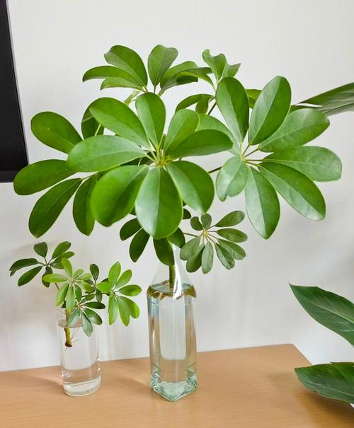 这6种开花机器，1棵开花200朵，剪都剪不完！，开花机是做什么的？-第5张图片-优品飞百科