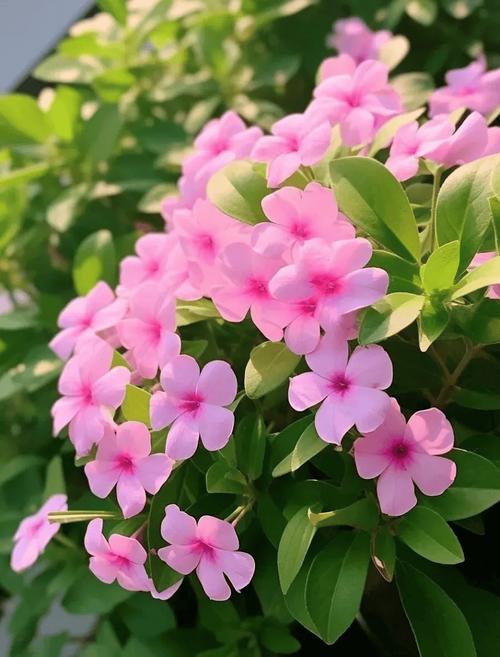 这6种开花机器，1棵开花200朵，剪都剪不完！，开花机是做什么的？-第6张图片-优品飞百科