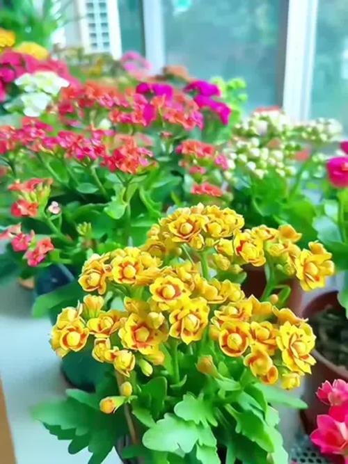 这6种开花机器，1棵开花200朵，剪都剪不完！，开花机是做什么的？-第7张图片-优品飞百科