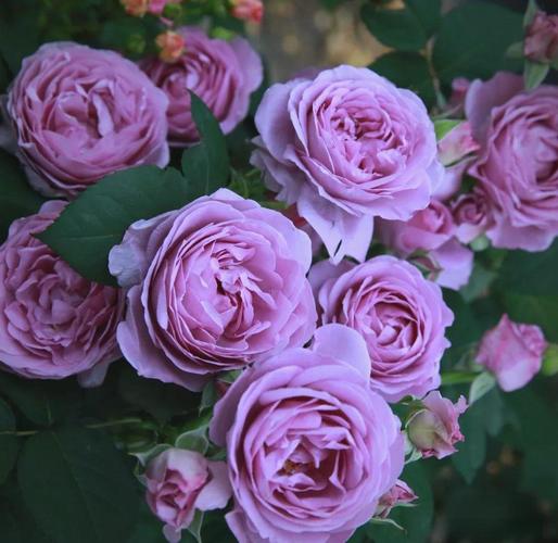 这6种开花机器，1棵开花200朵，剪都剪不完！，开花机是做什么的？-第8张图片-优品飞百科