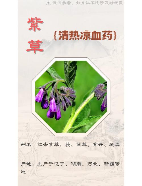 滇紫草的功效与作用，长花滇紫草的功效与作用-第2张图片-优品飞百科